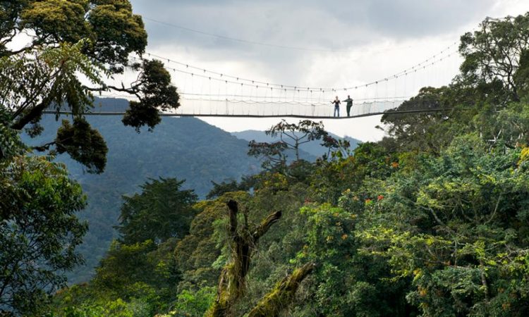 Nyungwe National Park